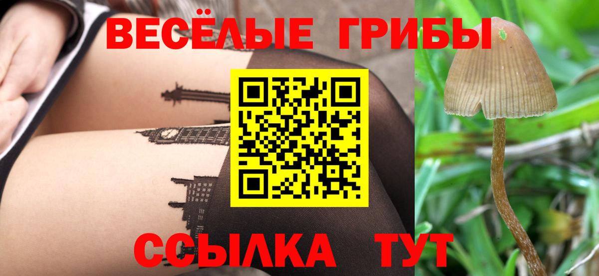 Псилоцибиновые грибы Cubensis Знаменск